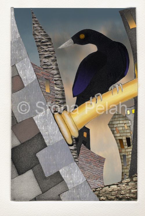 blackbird-sfona-pelah